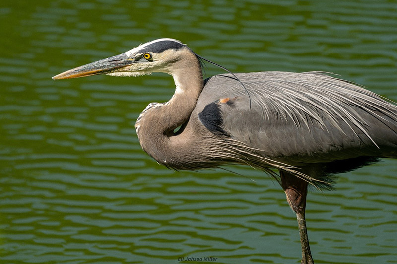 Great-Blue-Heron