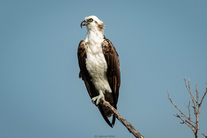 Osprey