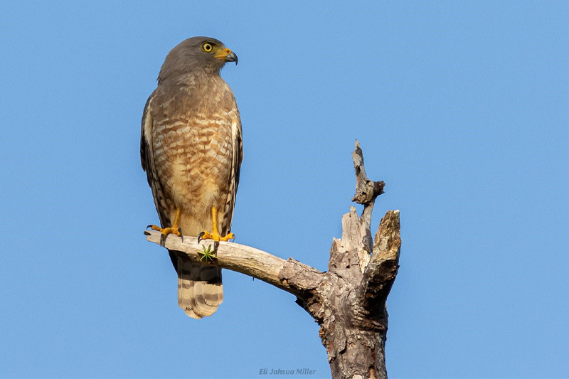 Roadside-Hawk