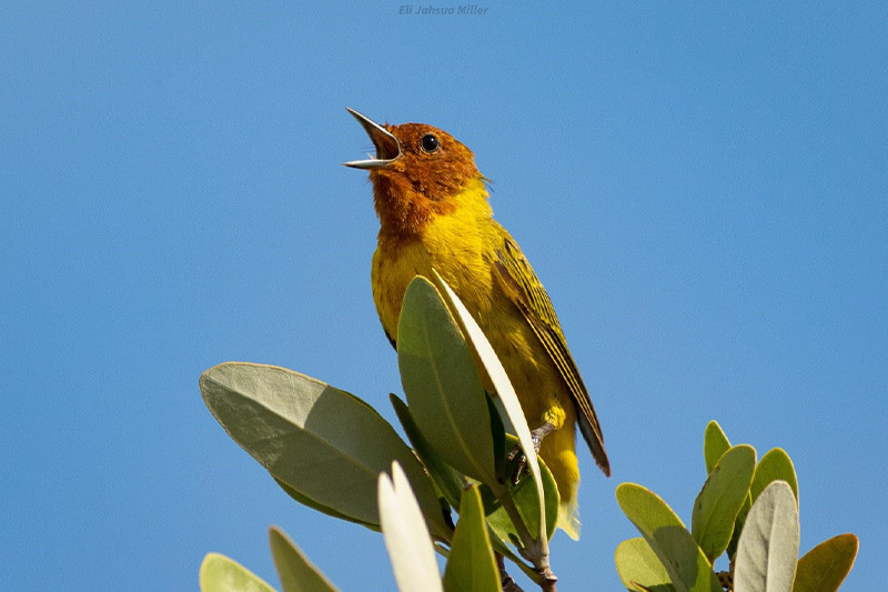 Yellow-Warbler